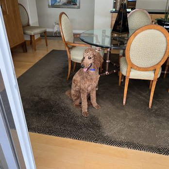 Dog Guru - Ollie waiting for his command to come outside. - Pet Training Near Me Dog Guru - Ollie waiting for his command to come outside. - Pet Training Near Me
