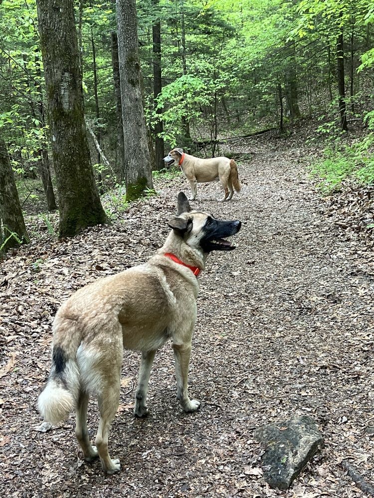 Yahoo Falls and Arch Logo