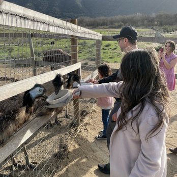 Ostrichland USA - Attraction Farms Near Me - Solvang, California Ostrichland USA - Attraction Farms Near Me - Solvang, California