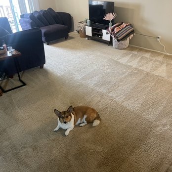 All Cali Green - Carpet Cleaning Near Me - Ventura, California