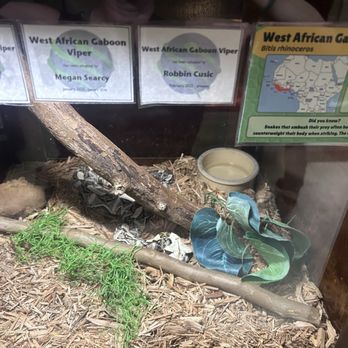 Kentucky Reptile Zoo - Gaboon viper (so chubby!!) - Zoos Near Me - Slade, Kentucky