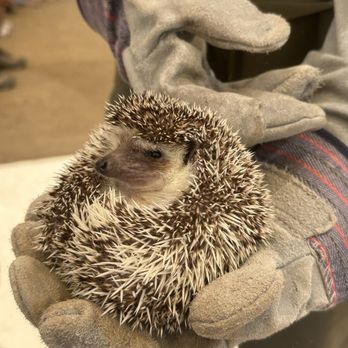 Animal Tracks - Hedgehog - Zoos Near Me - Agua Dulce, California Animal Tracks - Hedgehog - Zoos Near Me - Agua Dulce, California