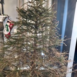 Wilcox Tree Farm