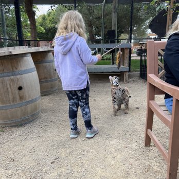 Conservation Ambassadors - Zoo to You - A baby bobcat playing with a little girl - Zoos Near Me - Paso Robles, California Conservation Ambassadors - Zoo to You - A baby bobcat playing with a little girl - Zoos Near Me - Paso Robles, California