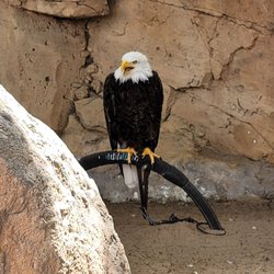 Jungle Park - American Bald Eagle
