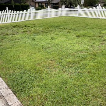 The Yard Stop - Front yard has several weeds and species of grass even though it all began with one species of grass - Landscaping Near Me - Ocala, Florida