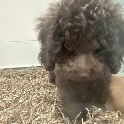 Pettito - Mini poodle