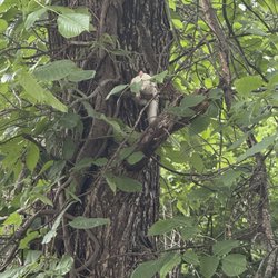 The White Squirrel at Forrest Hill Grill