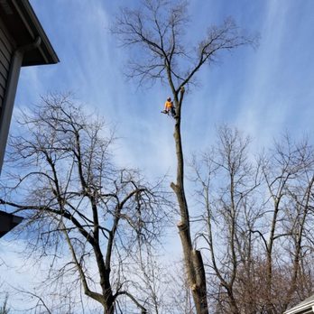 Infinity Tree Services - Tree Services Near Me - Downers Grove, Illinois