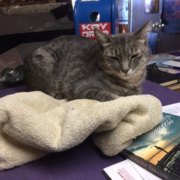 Office cat! Office cat!