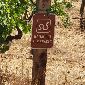 Hanzell Vineyards - Lots of snakes on the property but we didn't see any! - Wineries Near Me - Sonoma, California Hanzell Vineyards - Lots of snakes on the property but we didn't see any! - Wineries Near Me - Sonoma, California