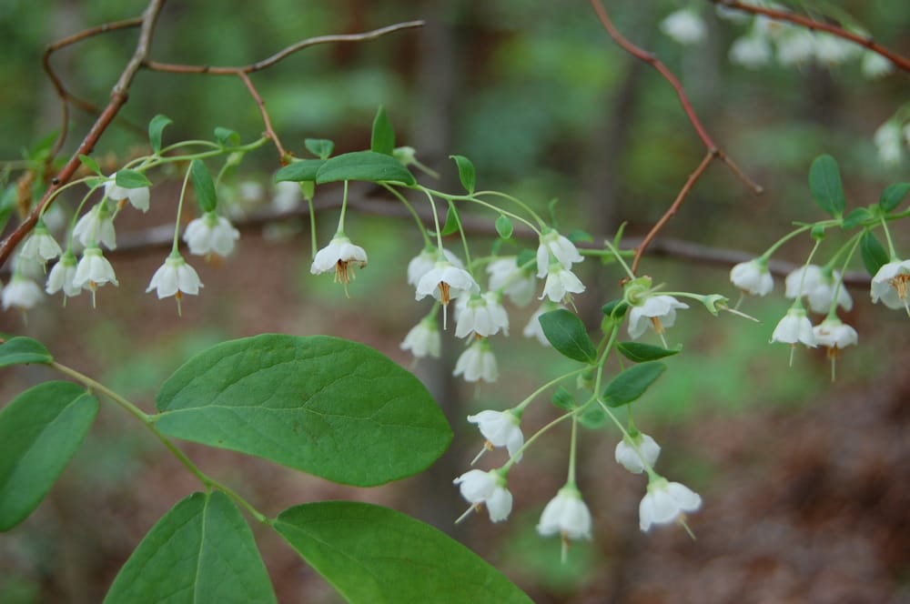 Flower Hill Nature Preserve Image