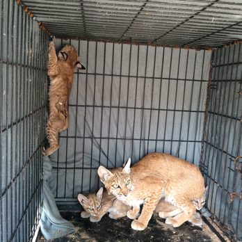 1st Response Wildlife - Mother Bobcat with three kittens ready for relocation - Wildlife Control Near Me - Tucson, Arizona
