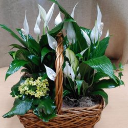 Judy's Flowers - Sympathy plant basket