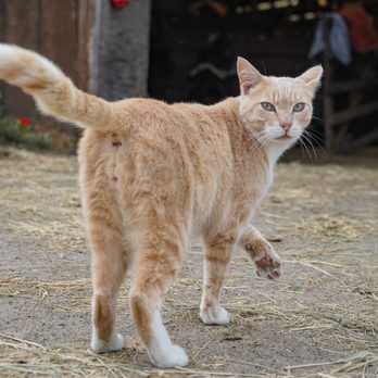 Ricochet Ridge Ranch - Shy kitty at the stable. A bit shy, I found that he'd run off unless you let him pet you instead of the other way around. - Tours Near Me - Fort Bragg, California