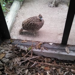 Hamilton Zoo - Himalayan monal