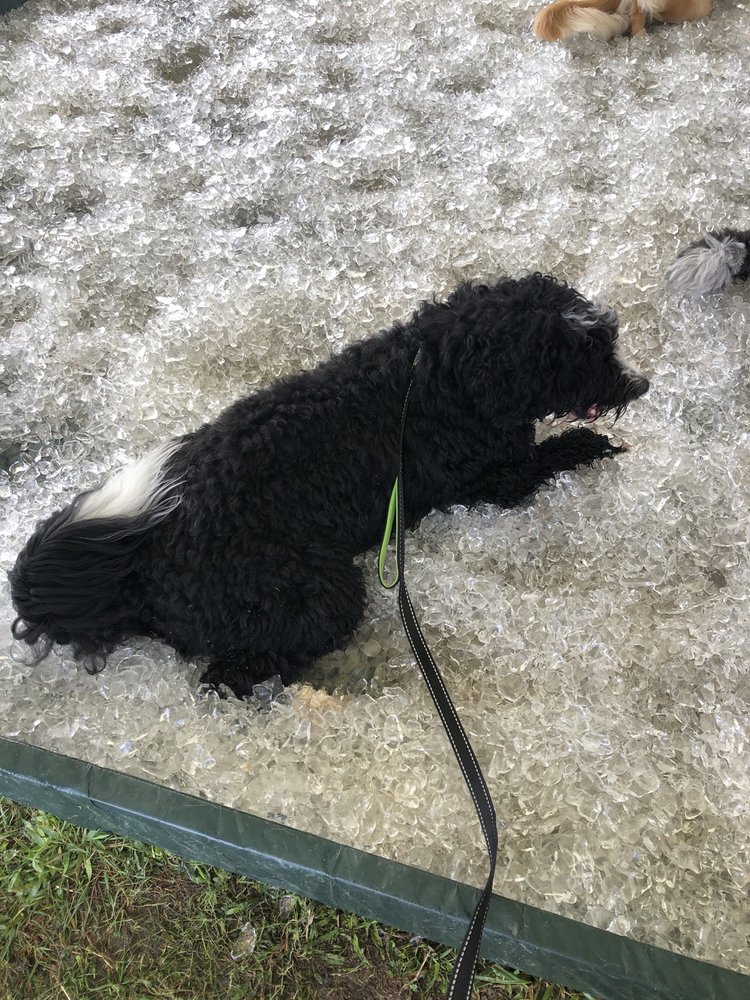 WAG! 2755 Amity Rd, Hilliard, Ohio Pets Yelp