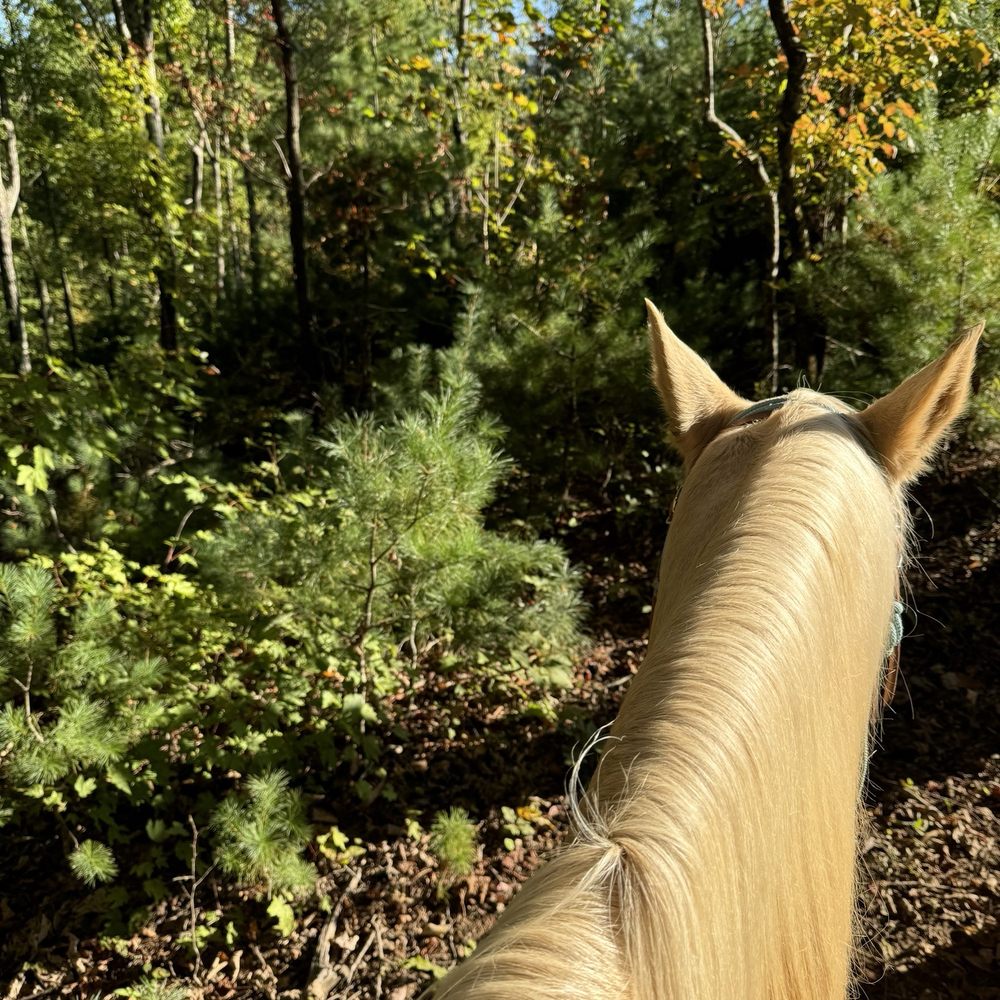 Bent tree stables jasper ga (96) 사진