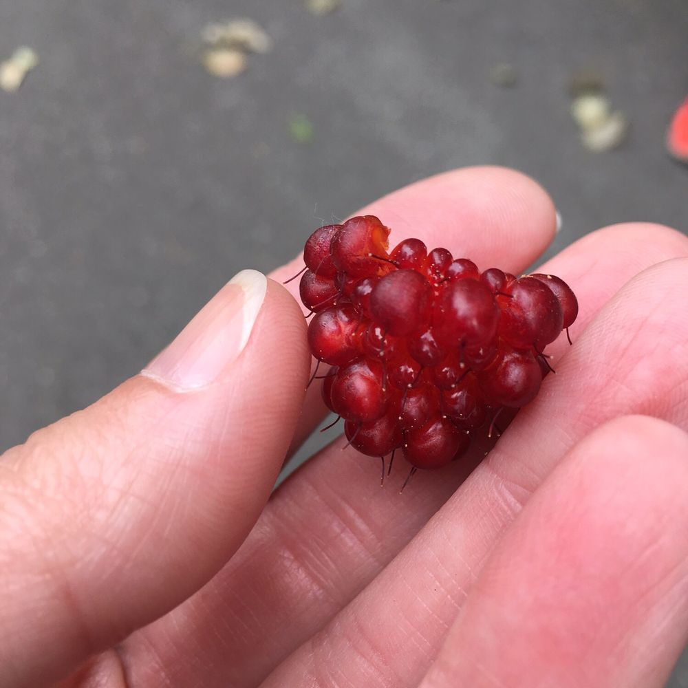Alaska Trail Guides - Wild salmon berries! - Bike tours Near Me Alaska Trail Guides - Wild salmon berries! - Bike tours Near Me