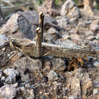Picacho Peak State Park - Horse Lubber grasshopper - Parks Near Me