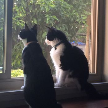 All About Pets - Veterinarians Near Me - Citrus Heights, California