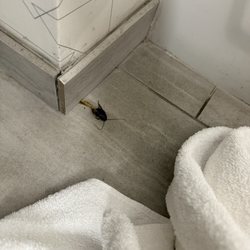 Holiday Inn Express & Suites Greenville-Downtown - Huge cockroach in the bathroom