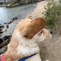 My pup Einstein