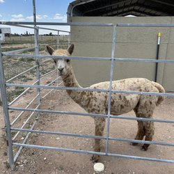 Plum Creek Alpacas