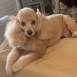 Tilly looks so pretty with the pink bows in her hair. Tilly looks so pretty with the pink bows in her hair.