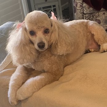 You Dirty Dog - Tilly looks so pretty with the pink bows in her hair. - Pet Groomers Near Me You Dirty Dog - Tilly looks so pretty with the pink bows in her hair. - Pet Groomers Near Me