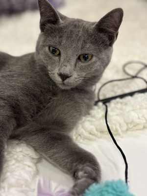 Purrfecto Cat Lounge by null