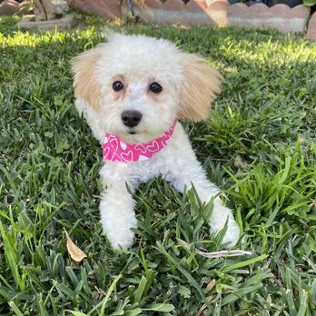 City Line Pet Clinic - Thanks to City Line Pet Clinic for helping my baby - Veterinarians Near Me - Pico Rivera, California