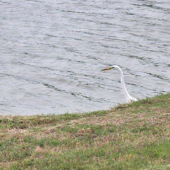 Municipal Park - Someone is fishing - Parks Near Me - Edinburg, Texas Municipal Park - Someone is fishing - Parks Near Me - Edinburg, Texas