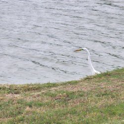 Municipal Park - Someone is fishing