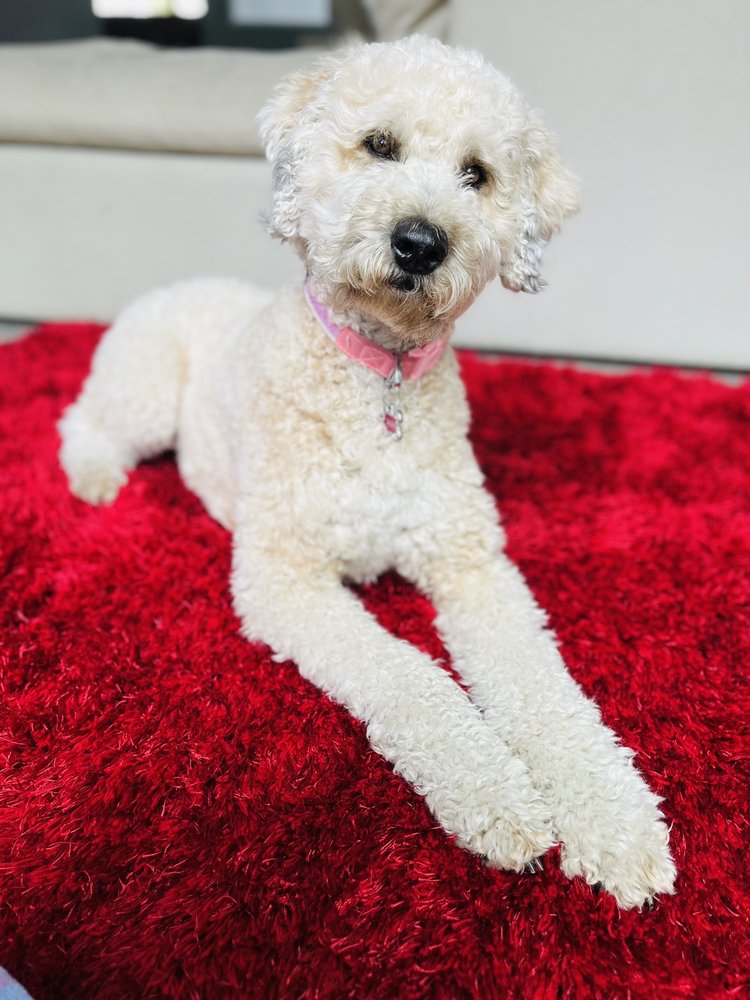 Tails And Scales Pet Services - pet boarding facility in Henderson, NV