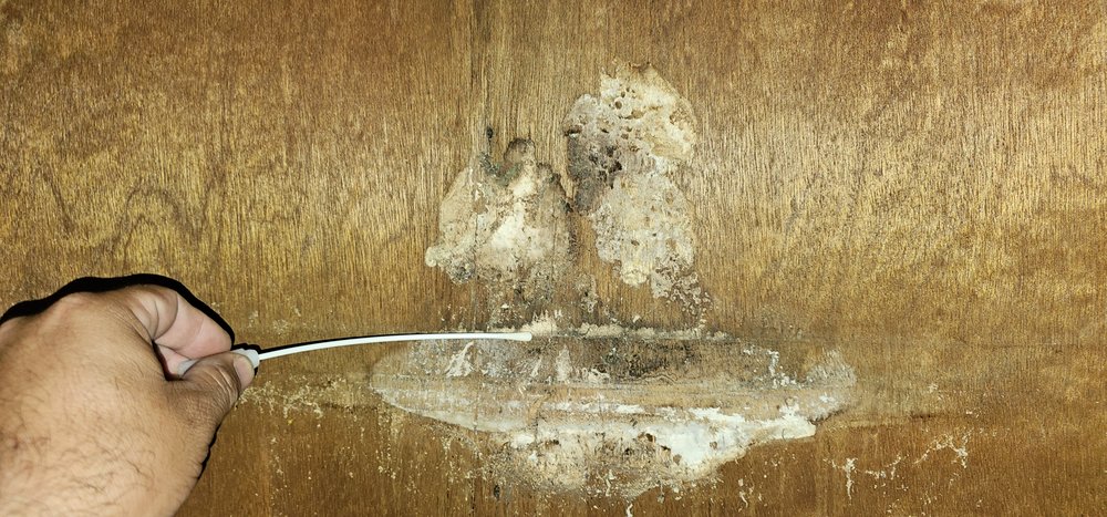 Mold Inspection Service - mold inspector in Sacramento, CA