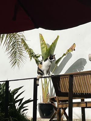 The Late Birds Lisbon by null