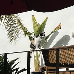 The Late Birds - Cat lifeguard by the pool