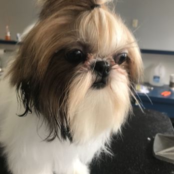 Pet Friendly Grooming Salon - Cuddly - Pet Groomers Near Me - Chicago, Illinois Pet Friendly Grooming Salon - Cuddly - Pet Groomers Near Me - Chicago, Illinois