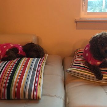 Pet Nanny Angie - Pet Sitting Near Me - Kirkland, Washington