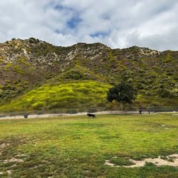 Rancho Simi Recreation & Park District - Big dog park May 2023