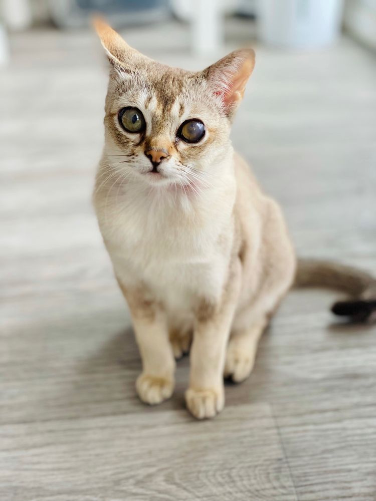 VETERINARY EYE CLINIC 105 Photos & 76 Reviews Veterinarians 3000