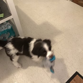Playful Pets - Pet Stores Near Me - Conshohocken, Pennsylvania Playful Pets - Pet Stores Near Me - Conshohocken, Pennsylvania