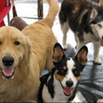 Karens K-9 Care - Pet Sitting Near Me - Frazer, Pennsylvania Karens K-9 Care - Pet Sitting Near Me - Frazer, Pennsylvania