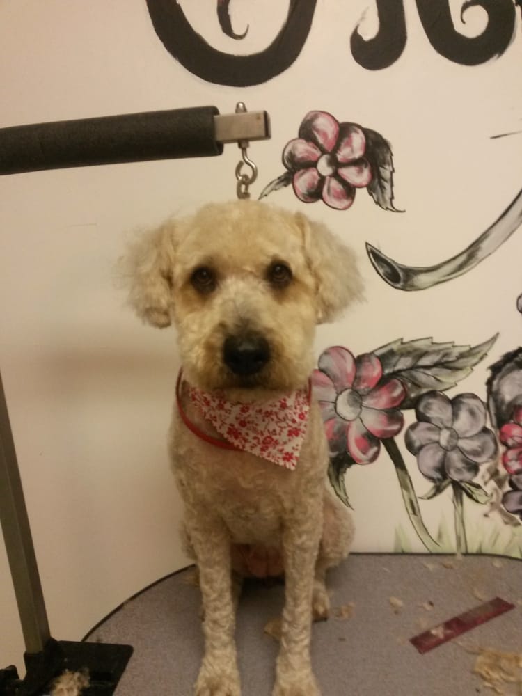 DAWN’S GROOMING 120 S 52nd St, Lincoln, Nebraska Pet Groomers