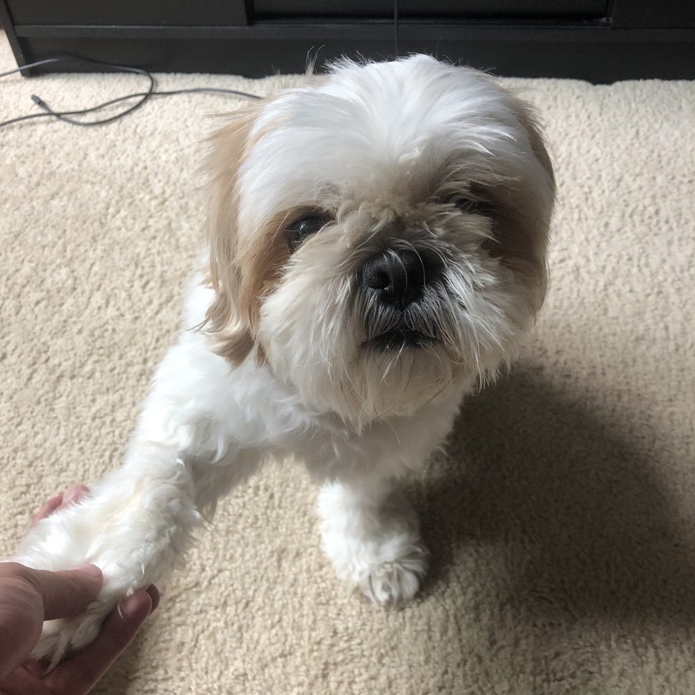 Eco Paw Spa - Before - Pet Groomers Near Me