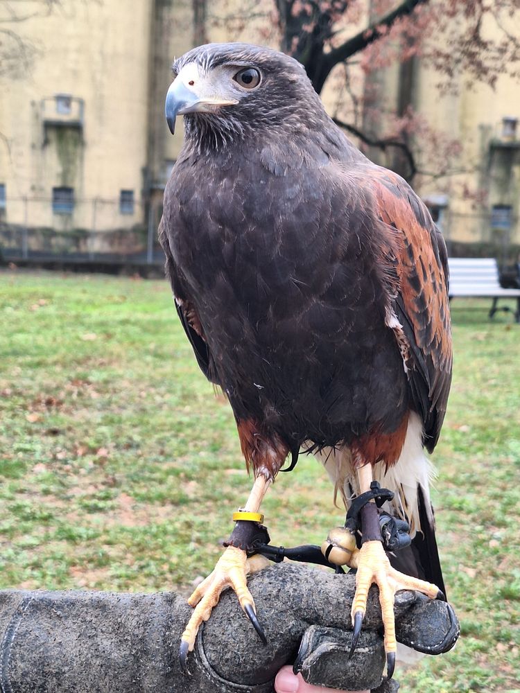 The Falconry Experience Logo