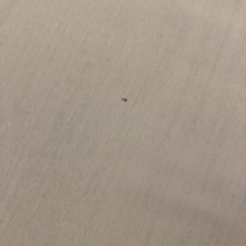 AC Hotel Irvine - More stains. I asked for more sheets and they brought me tea. ‍ - Hotels Near Me - Irvine, California