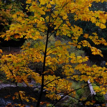 Olympia Tumwater Foundation - A tree decked out in golden fall colors. - Parks Near Me - Tumwater, Washington Olympia Tumwater Foundation - A tree decked out in golden fall colors. - Parks Near Me - Tumwater, Washington