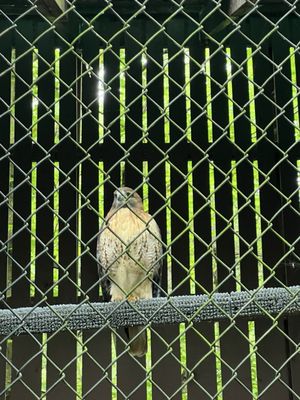 Carolina Raptor Center by null